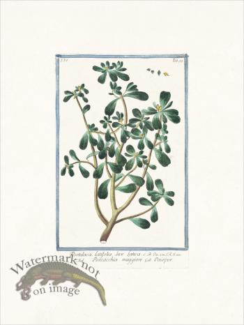 Bonelli 359 Moss Rose